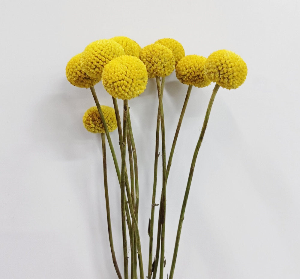 Preserved Craspedia - Yellow