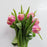 Tulip Double (Imported) - 2 Tone Pink