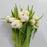 Tulip Double Petal (Imported) - 2 Tone White Yellow