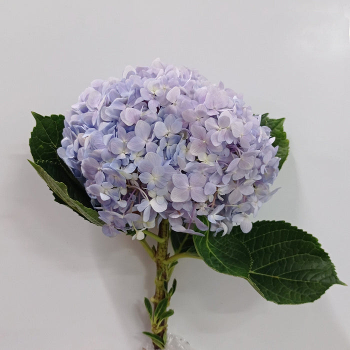 Hydrangea (Local) - Lilac