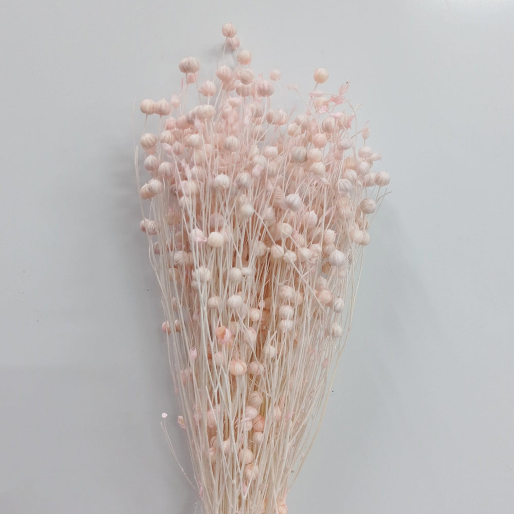 Preserved Acacia Bean