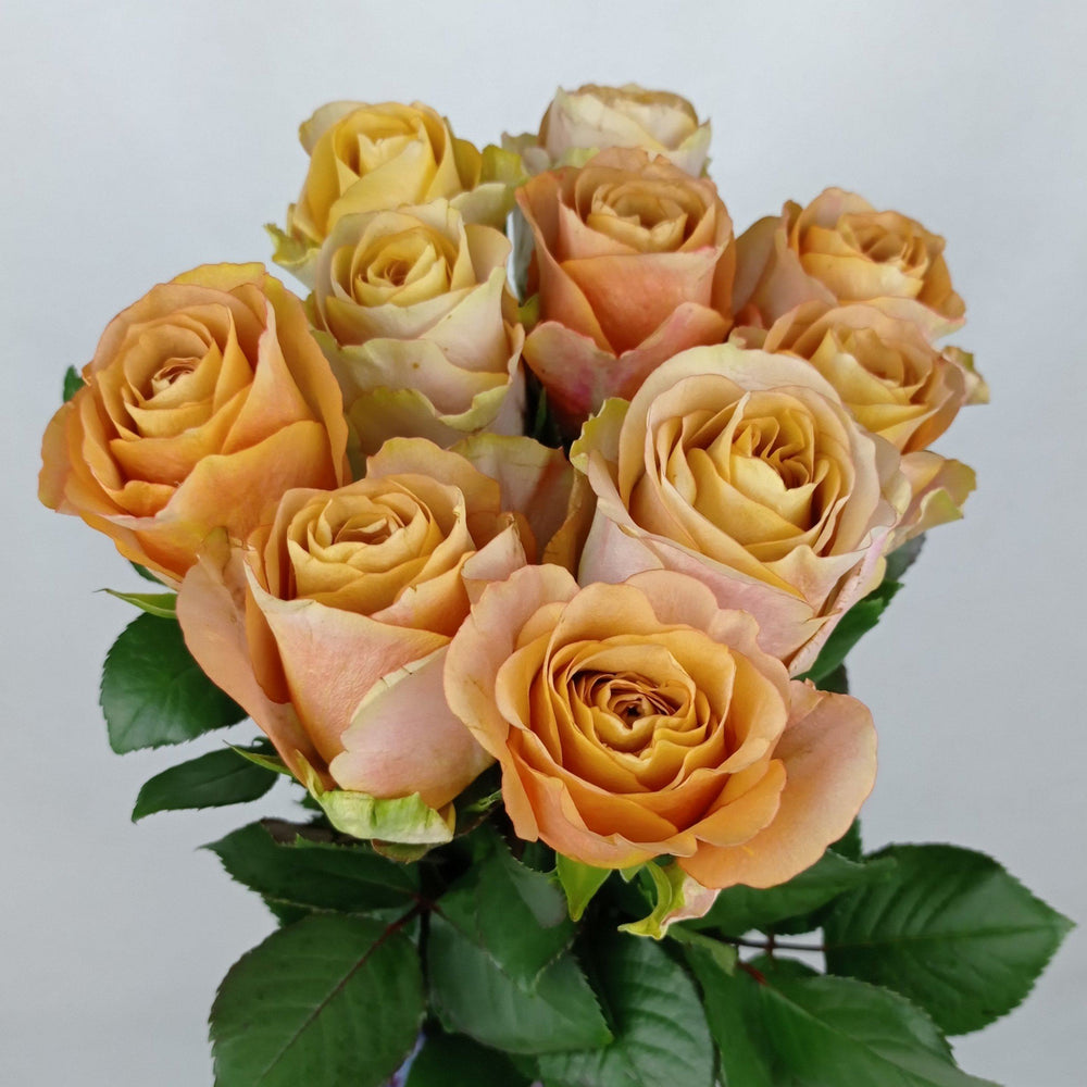 Fully Bloom Rose  - Mix [Clearance Stock]