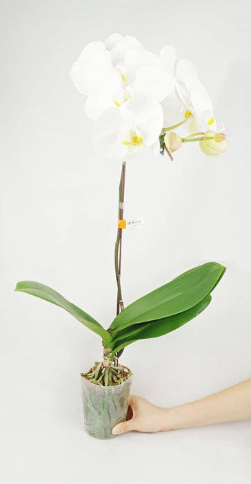 Fully Bloom Pot Phalaenopsis (Imported) - Mix [Clearance Stock]