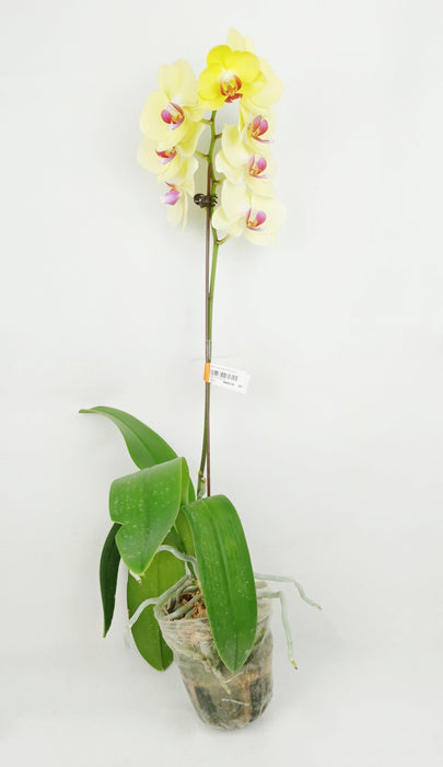 Pot Phalaenopsis (Imported) - Mix