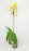 Pot Phalaenopsis Mix A+ (Imported) - Mix