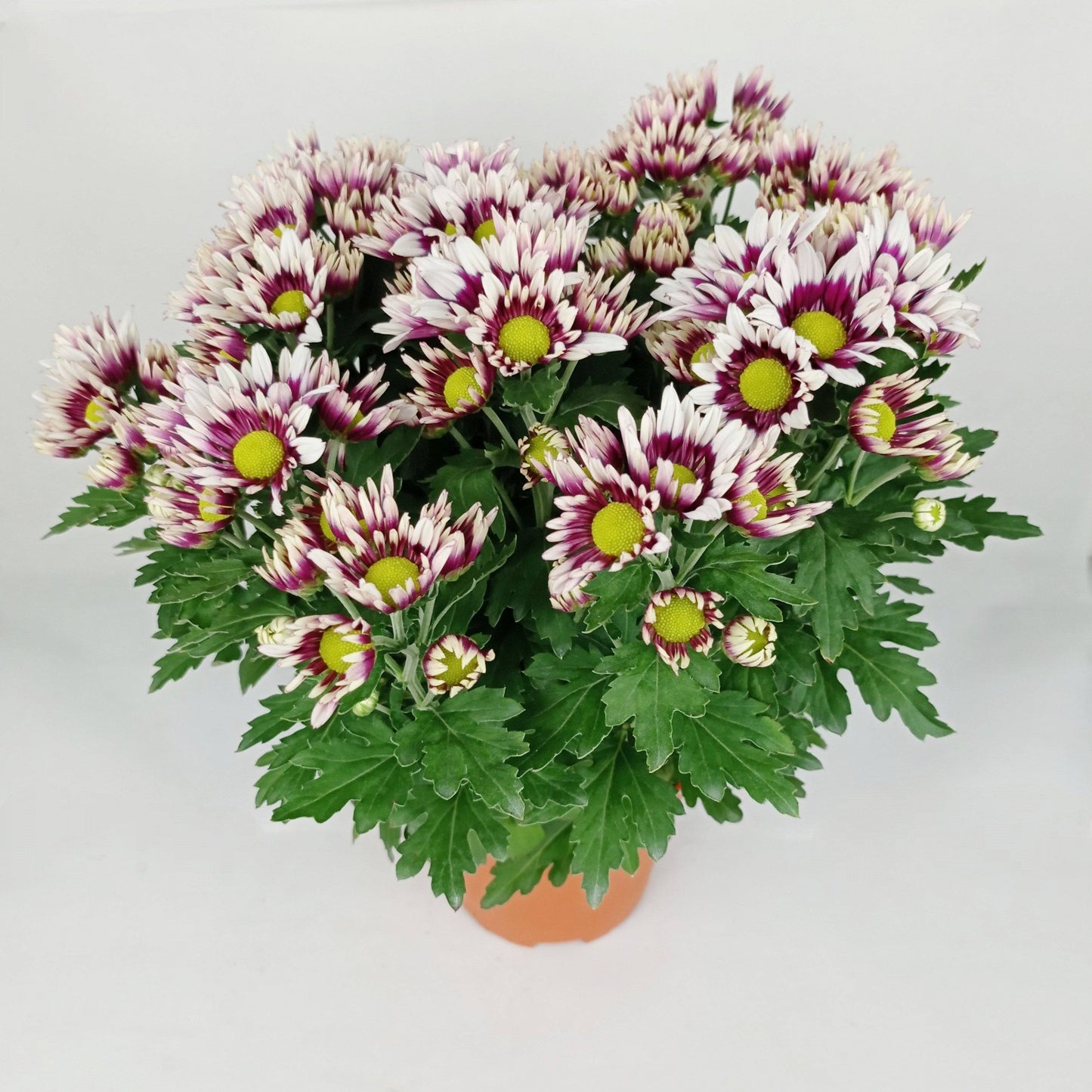 Chrysanthemum (S) - P150