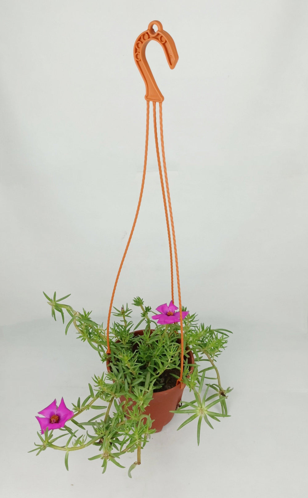 Pot Bp Japanese Rose  - Mix