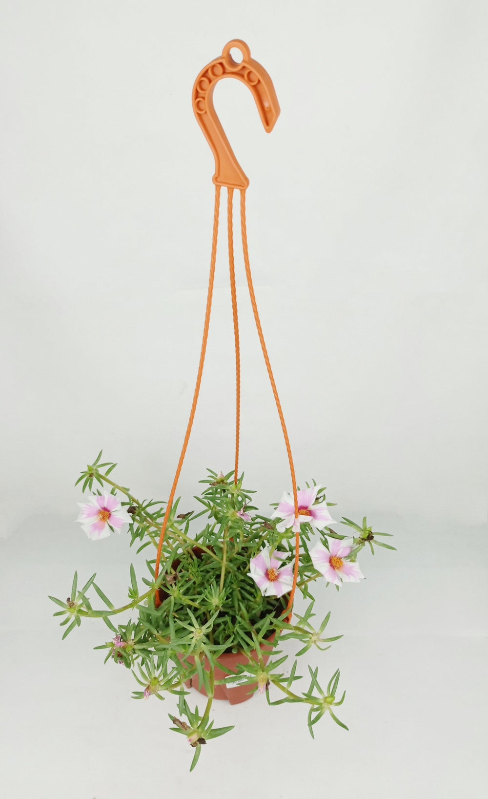 Pot Bp Japanese Rose  - Mix