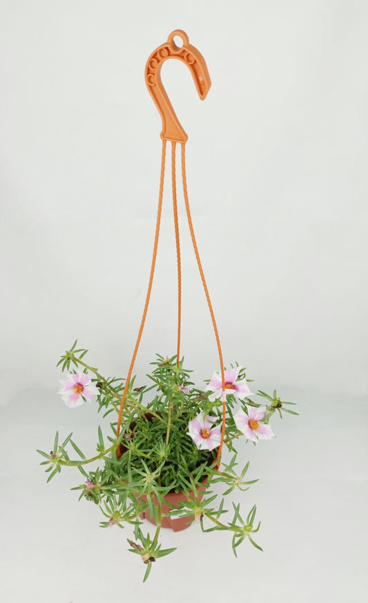 Pot Bp Japanese Rose  - Mix