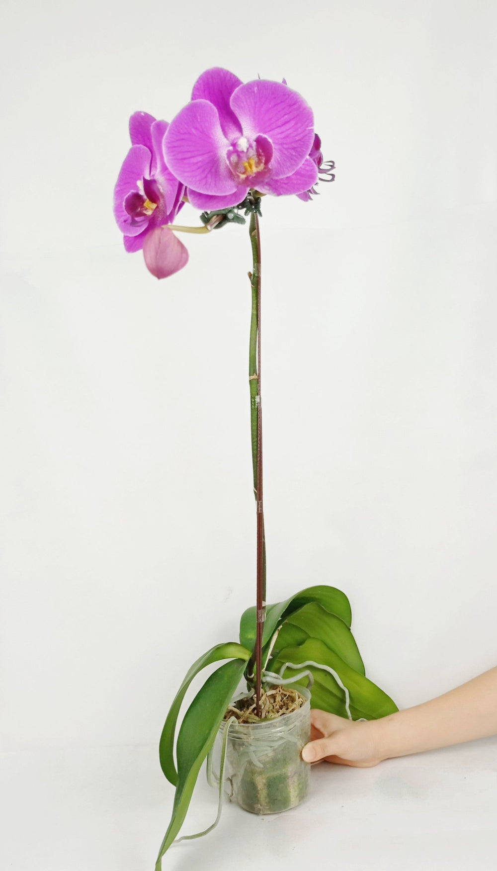 Fully Bloom Pot Phalaenopsis - Mix [Clearance Stock]
