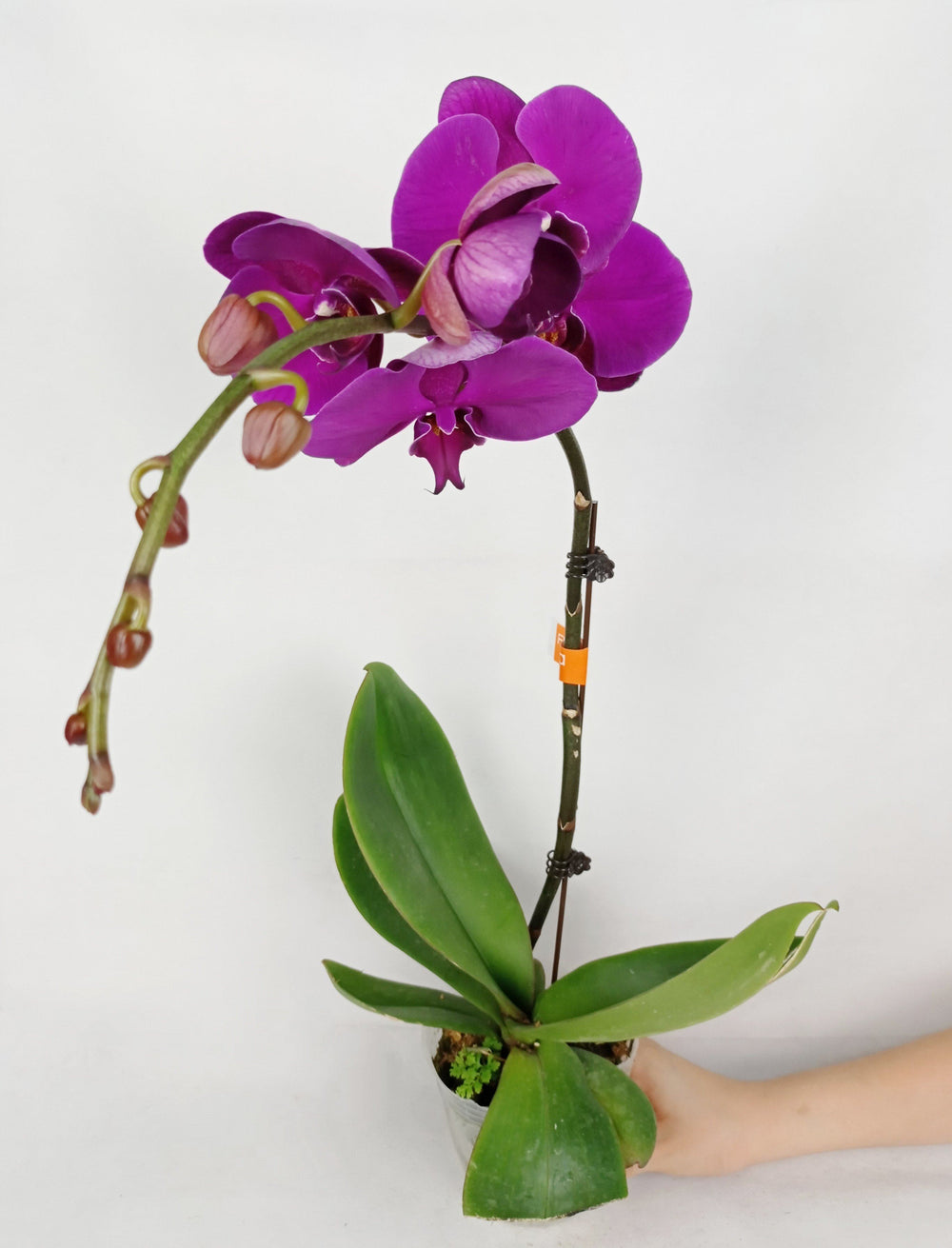 Fully Bloom Pot Phalaenopsis - Mix [Clearance Stock]