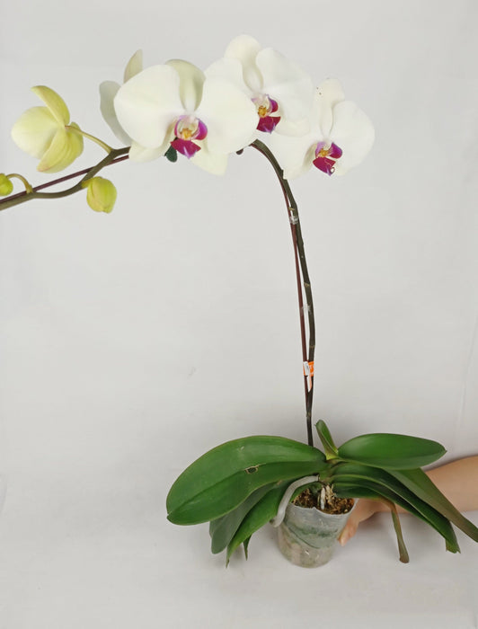 Pot Phalaenopsis (Imported) - Mix