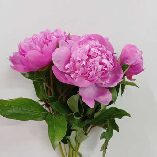 Peony Dr. A. Fleming (Imported) - Hot Pink [5 Stems]