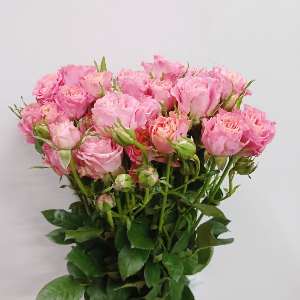 Spray Rose   - Pink Red