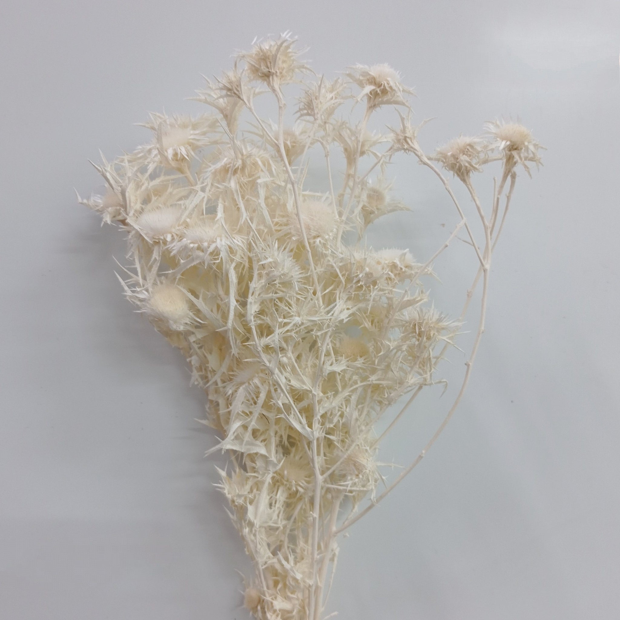 Preserved Flowers Malaysia Long Lasting Natural Beauty