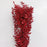 Hard Ruscus Glitter (Imported) - Red