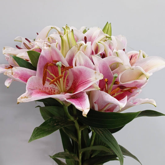 Fully Bloom Lily Robina (Imported) - Pink [Clearance Stock]