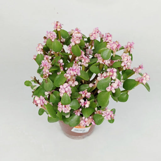 Pot Jade Leave (Imported) - Pink