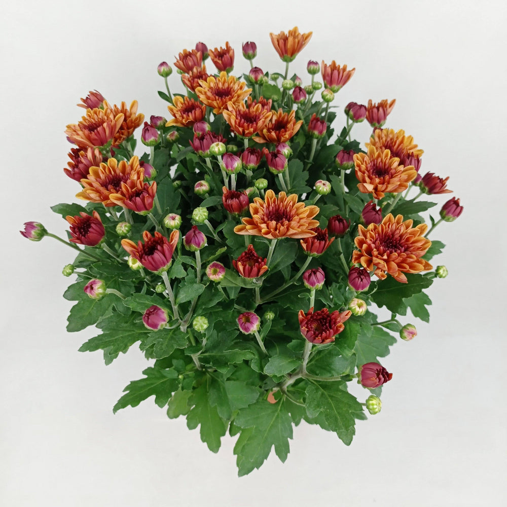 Chrysanthemum (S) - P150