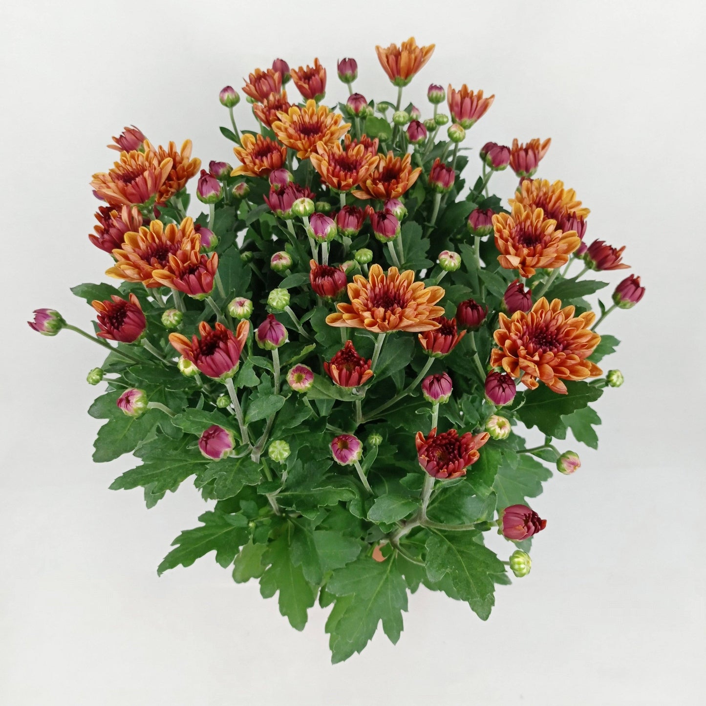Chrysanthemum (S) - P150