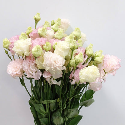 Fully Bloom Eustoma - Mix [Clearance Stock]