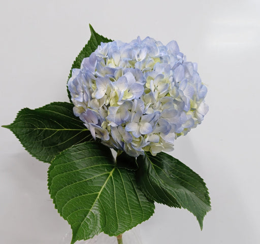 Hydrangea Polar Blue (Imported) - Light Blue