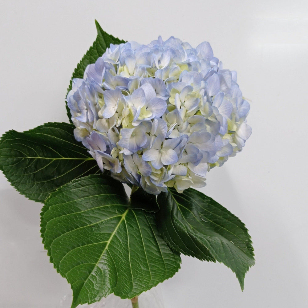 Hydrangea - Blue