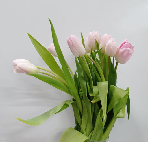 Tulip (Imported) - 2 Tone White Pink