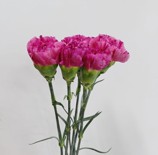 Carnation (Imported) - Shocking Pink