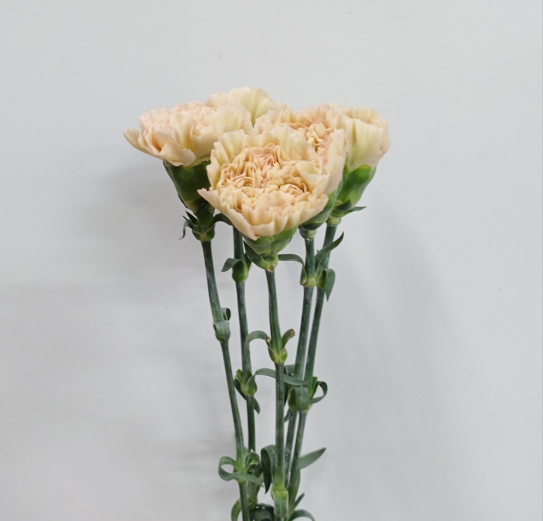 Carnation (Imported) - Light Cream