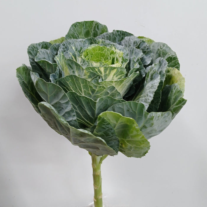 Fully Bloom Brassica (Imported) - Mix [Clearance Stock]