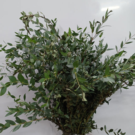 Fully Bloom Euc Parvifolia (Imported) - Green [Clearance Stock]