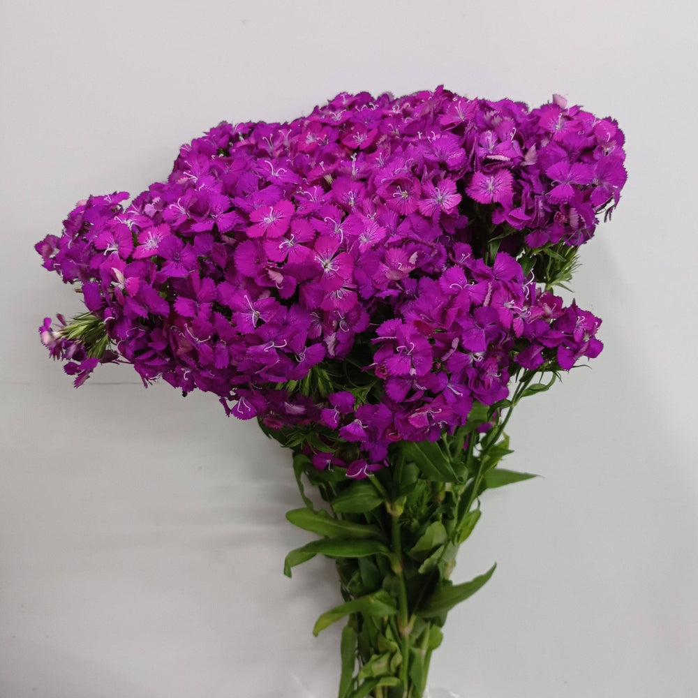 Fully Bloom Barbatus (Imported) - Mix [Clearance Stock]