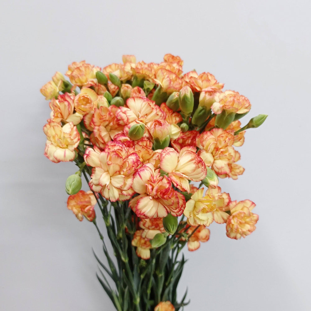 Fully Bloom Spray Carnation - Mix [Clearance Stock]