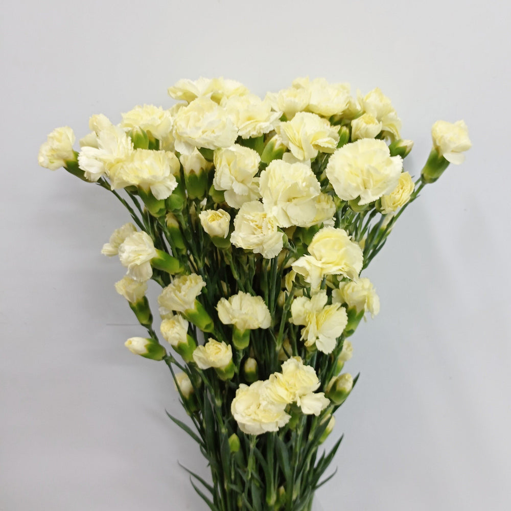 Fully Bloom Spray Carnation - Mix [Clearance Stock]