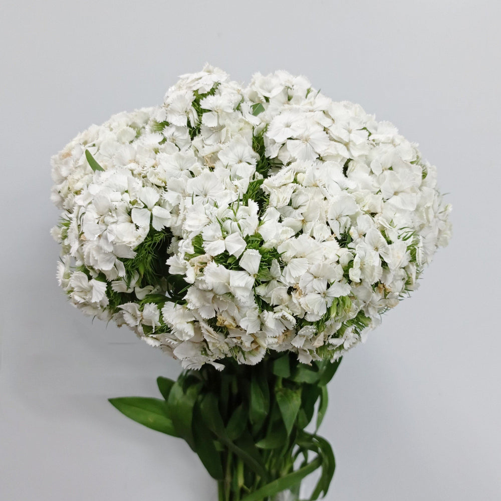 Fully Bloom Barbatus (Imported) - Mix [Clearance Stock]