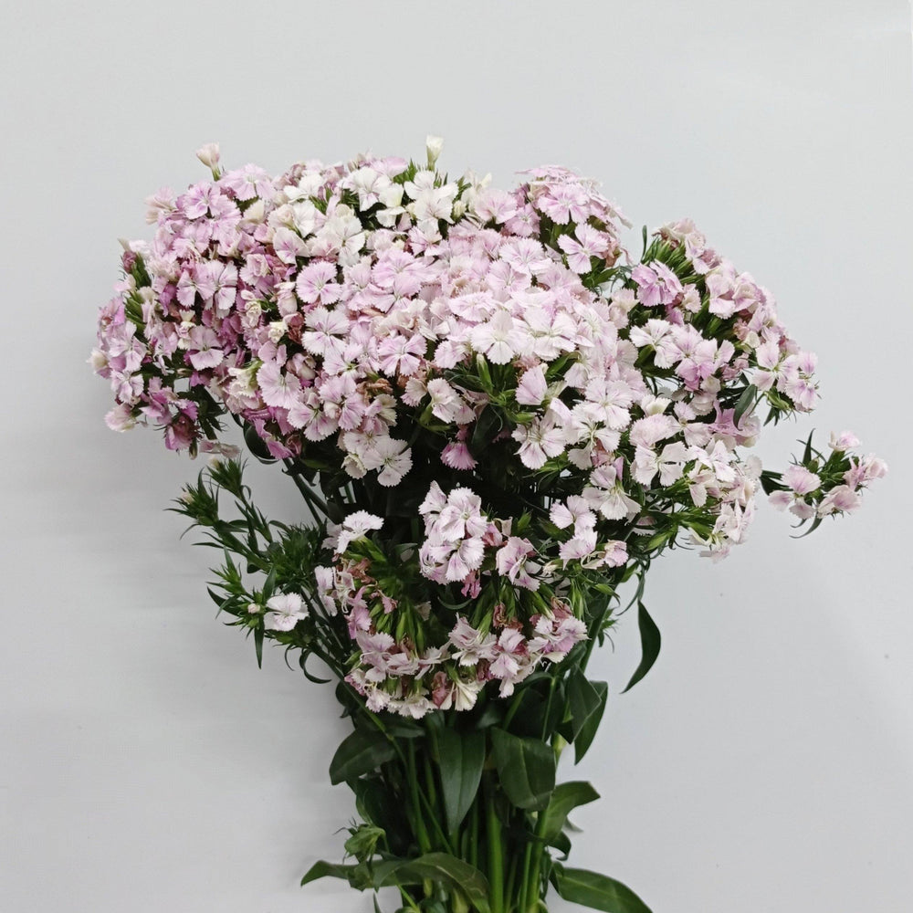 Fully Bloom Barbatus (Imported) - Mix [Clearance Stock]