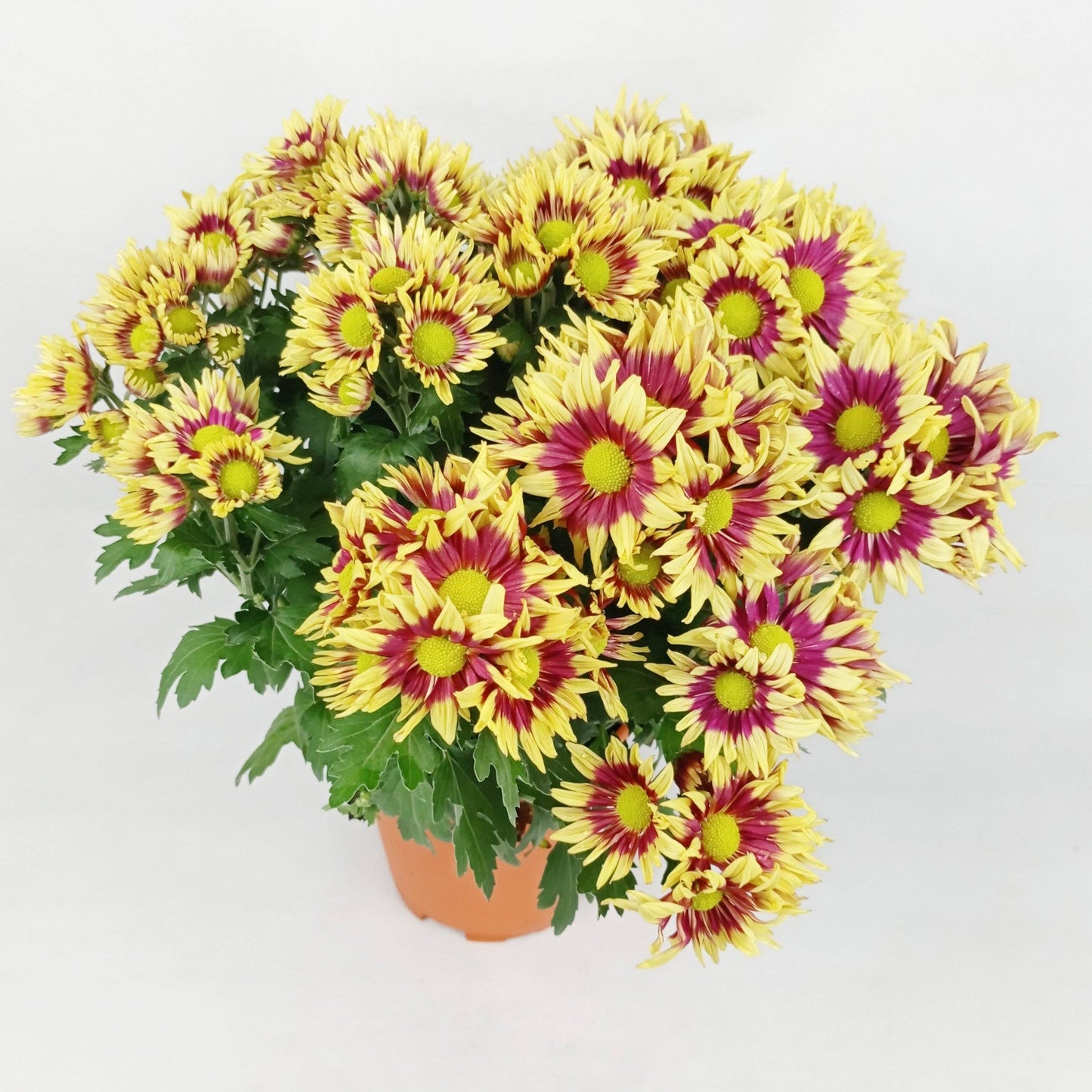 Chrysanthemum (S) - P150