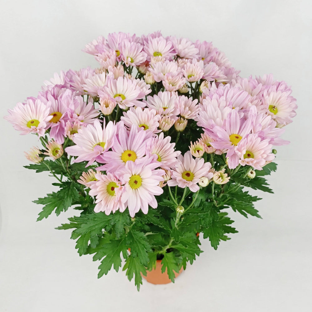 Chrysanthemum (S) - P150