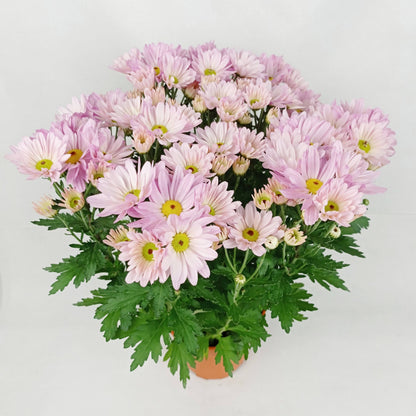 Chrysanthemum (S) - P150