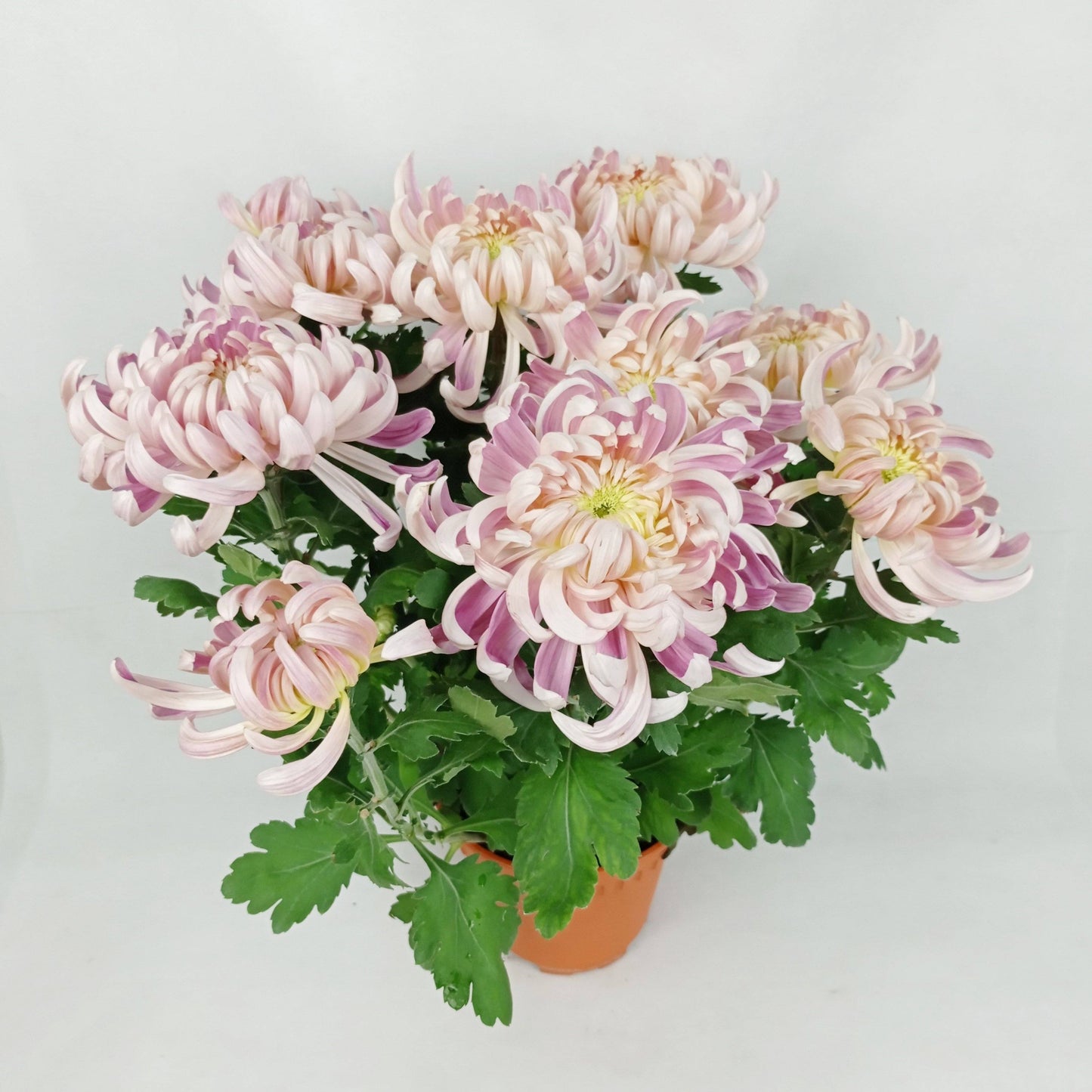 Chrysanthemum (S) - P150