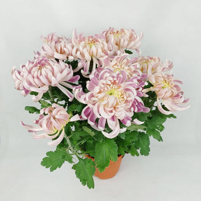 Chrysanthemum (S) - P150