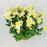 Chrysanthemum (S) - P150