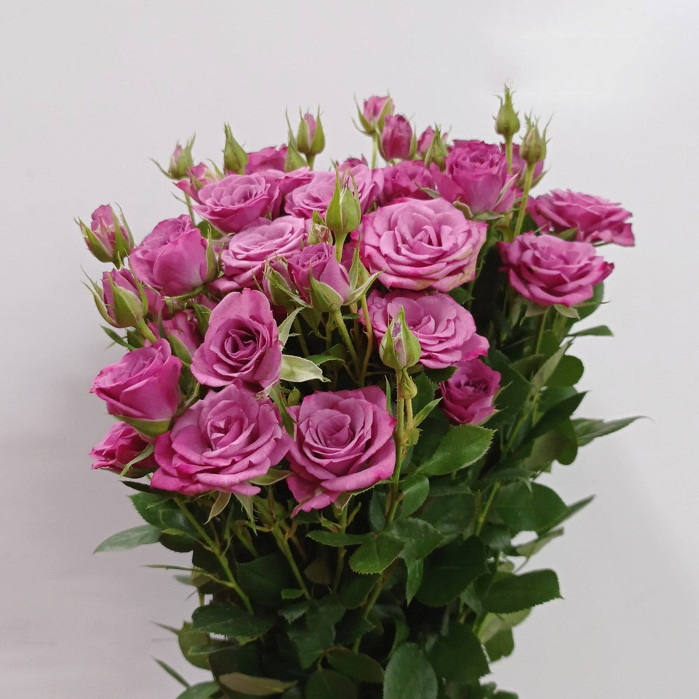 Spray Rose - Purple