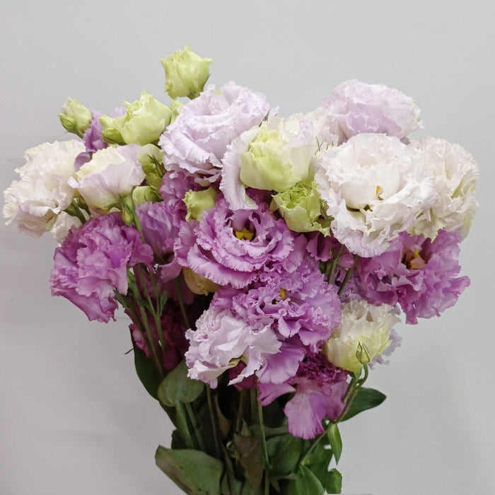 Fully Bloom Eustoma (Imported) - Mix [Clearance Stock]