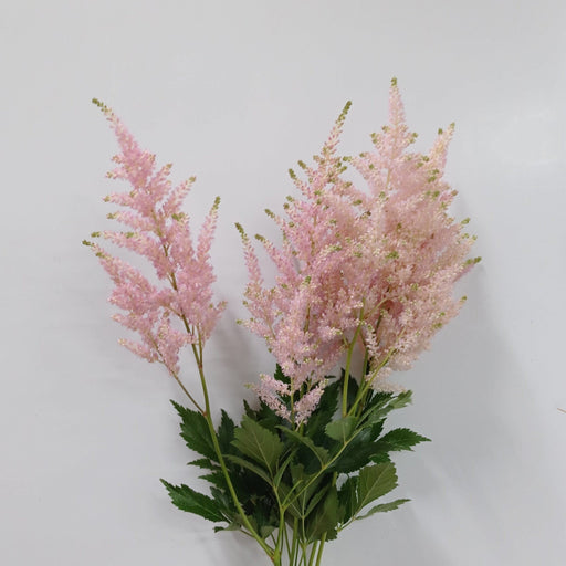 Astilbe Europa (Imported) - Light Pink