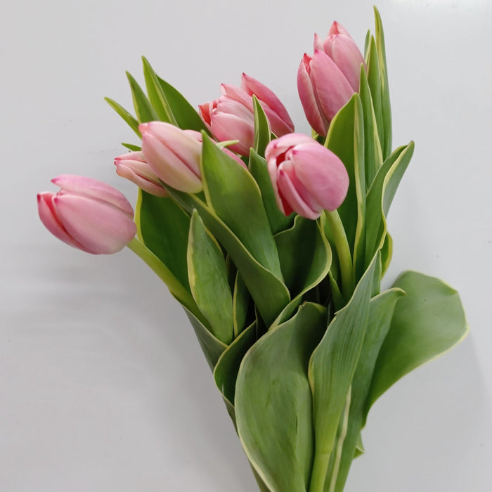 Tulip (Imported) - 2 Tone Pink
