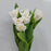 Tulip Double Petal (Imported) - White
