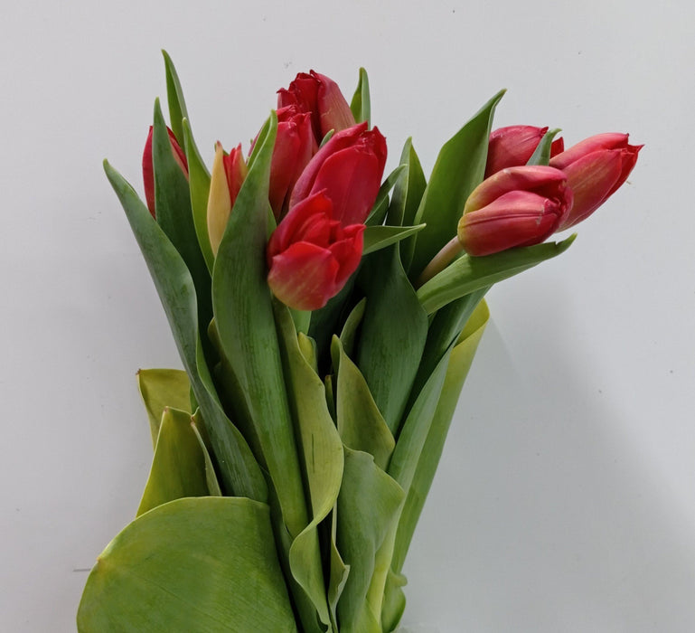 Tulip (Imported) - Red