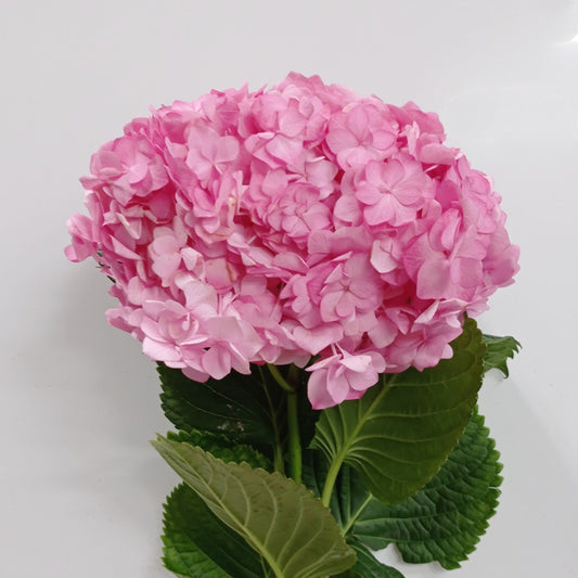 Hydrangea - Pink